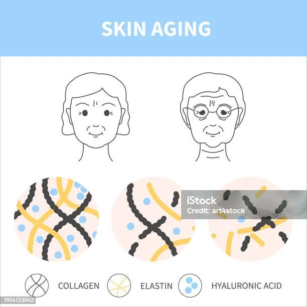 faq-pertanyaan-umum-tentang-kolagen-dan-kulit - Peran Kolagen dalam Penuaan Kulit dan Cara Menjaganya Efektif