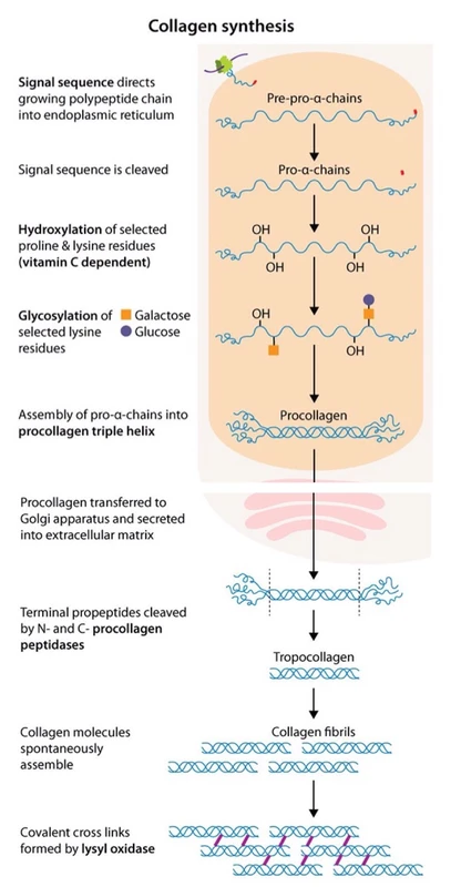 implikasi-dan-langkah-selanjutnya-untuk-menjaga-pr - Cara Tubuh Memproduksi Kolagen dan Nutrisi Penting untuk Kulit Sehat