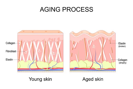 implikasi-dan-rekomendasi-untuk-perawatan-kolagen - Peran Kolagen dalam Penuaan Kulit dan Cara Menjaganya Efektif