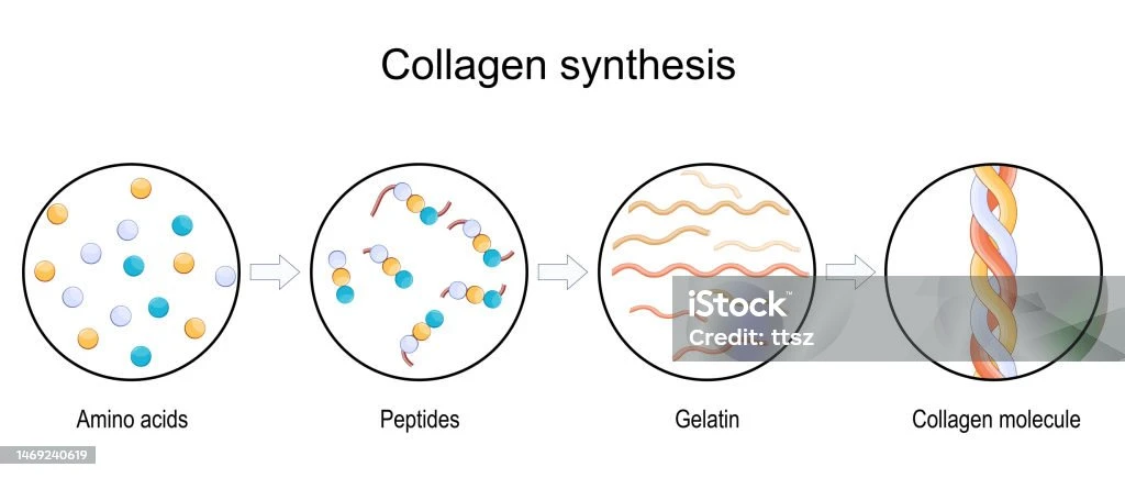 kesimpulan-dan-implikasi-untuk-perawatan-kulit-mas - Cara Meningkatkan Produksi Kolagen untuk Kulit Awet Muda