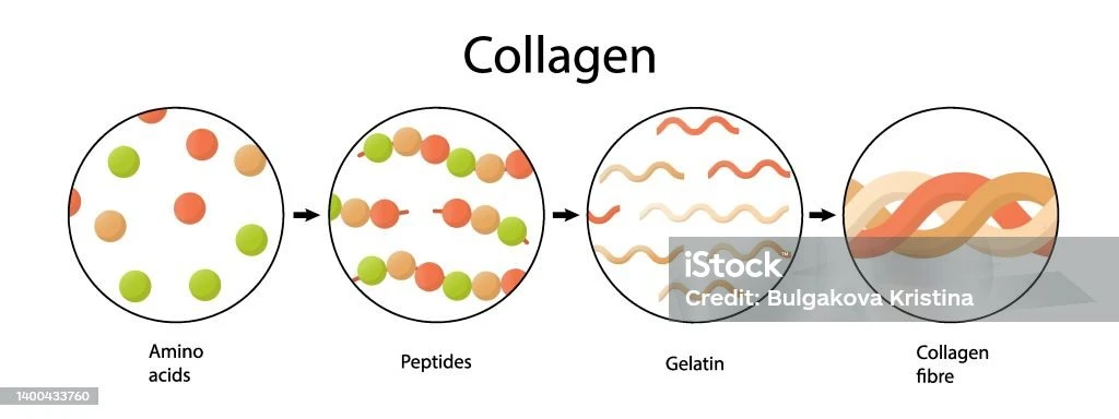 Cara Efektif Integrasi Kolagen dalam Pemulihan Atlet