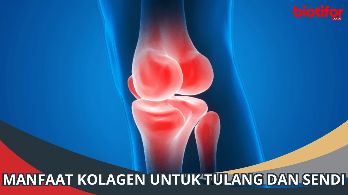 faq-pertanyaan-umum-tentang-kolagen-dan-kesehatan - Peran Kolagen dalam Kesehatan Sendi: Manfaat & Cara Optimal