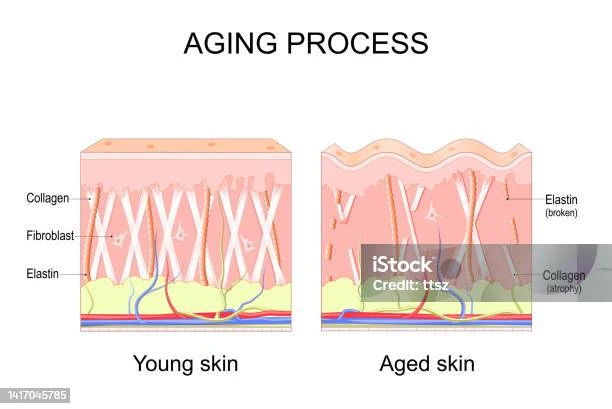faq-seputar-kolagen-dan-penuaan-kulit - Efek Penuaan Terhadap Kolagen dan Cara Menjaga Kulit Awet Muda