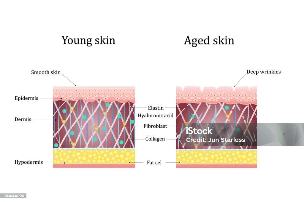 kesimpulan-dan-implikasi - Peran Kolagen dan Cara Meningkatkan Kesehatan Kulit Alami