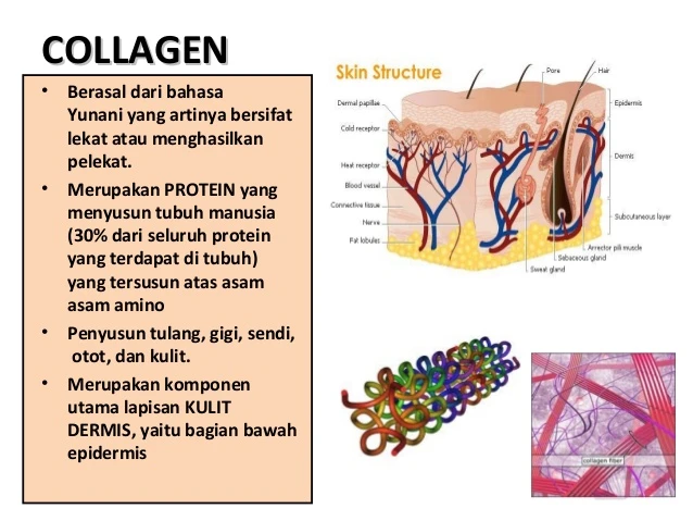 faq-pertanyaan-umum-tentang-kolagen-dan-pemulihan - Peran Kolagen dalam Pemulihan Cedera Otot secara Efektif