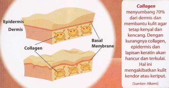 kesimpulan-dan-implikasi - Bagaimana Kolagen Mempercepat Proses Pemulihan Jaringan Tubuh