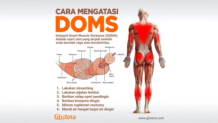 faq-seputar-kolagen-dan-pemulihan-otot - Efek Kolagen pada Pemulihan Otot Pasca Latihan Terbukti