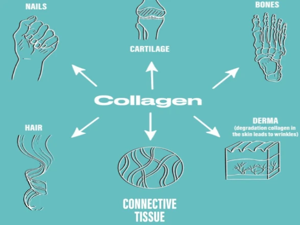 faq-tentang-kolagen-dan-kesehatan-tubuh - Manfaat Kolagen dan Nutrisi untuk Keseimbangan Tubuh Optimal