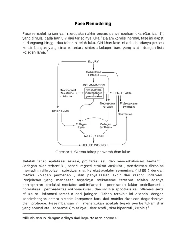 faq-tentang-kolagen-dan-penyembuhan-luka - Peran Kolagen dalam Proses Penyembuhan Jaringan yang Efektif