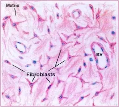 implikasi-dan-rekomendasi-untuk-pengembangan-terap - Peran Kolagen dalam Proses Penyembuhan Jaringan yang Efektif