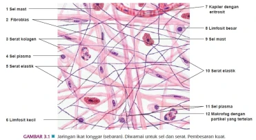 kesimpulan-dan-implikasi-kesehatan - Kolagen dan Fungsi Jaringan Ikat: Penjelasan Lengkap & Manfaatnya