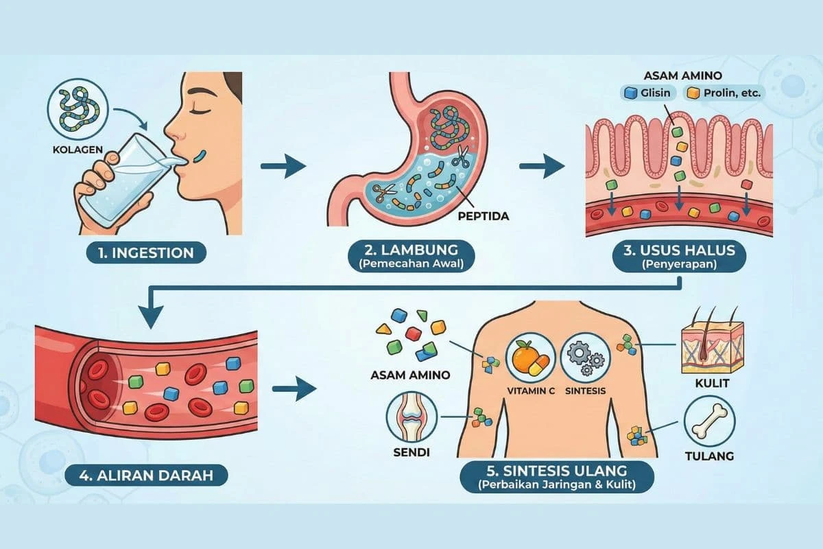kesimpulan-dan-implikasi-untuk-kesehatan-jangka-pa - Manfaat Kolagen untuk Metabolisme dan Kesehatan Tubuh