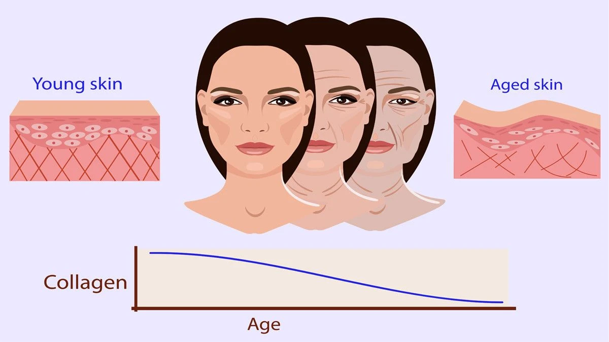 kolagen-dan-kesehatan-sistem-pencernaan - Peran Kolagen dalam Kesehatan Tubuh: Manfaat dan Cara Menjaga