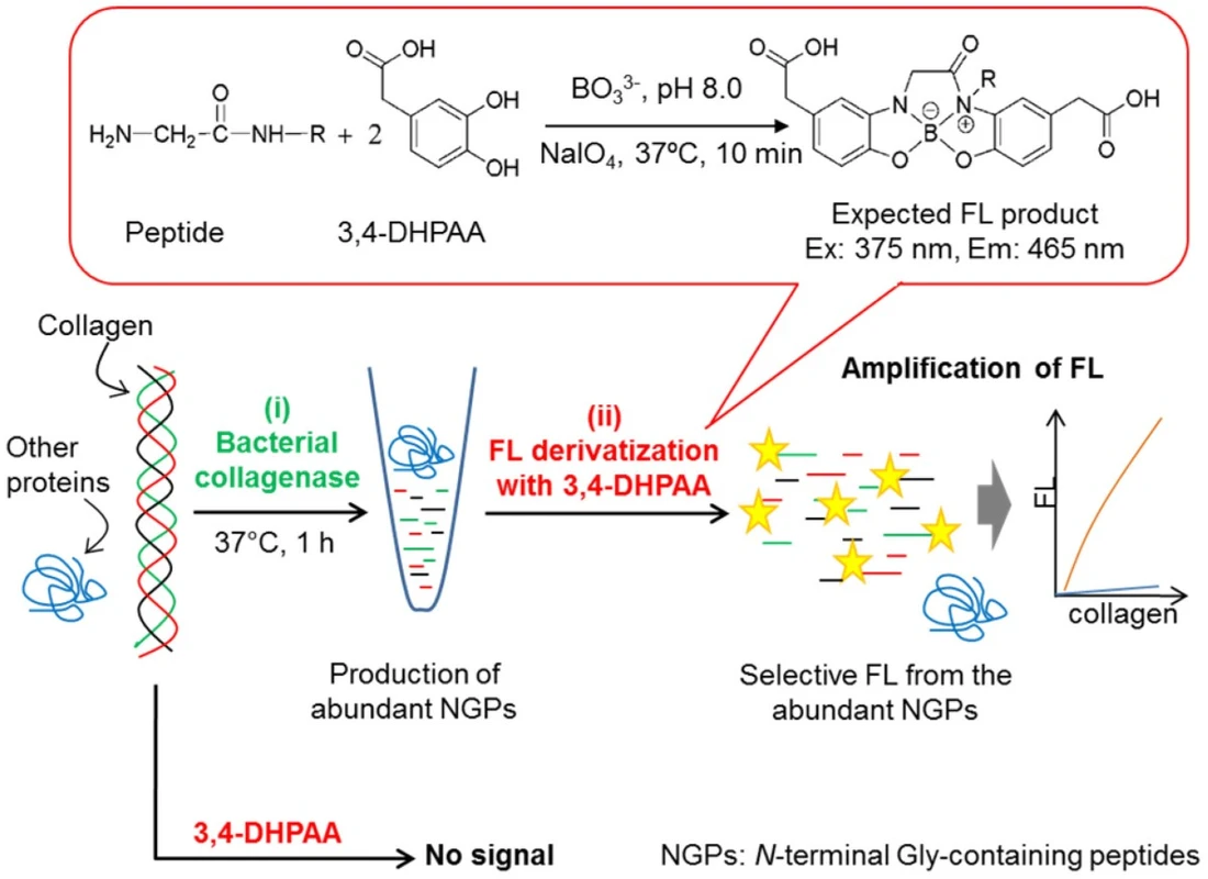 pendekatan-pendukung-dalam-perawatan-kolagen - Cara Evaluasi Hasil Prosedur Kolagen untuk Skar Akne Aman