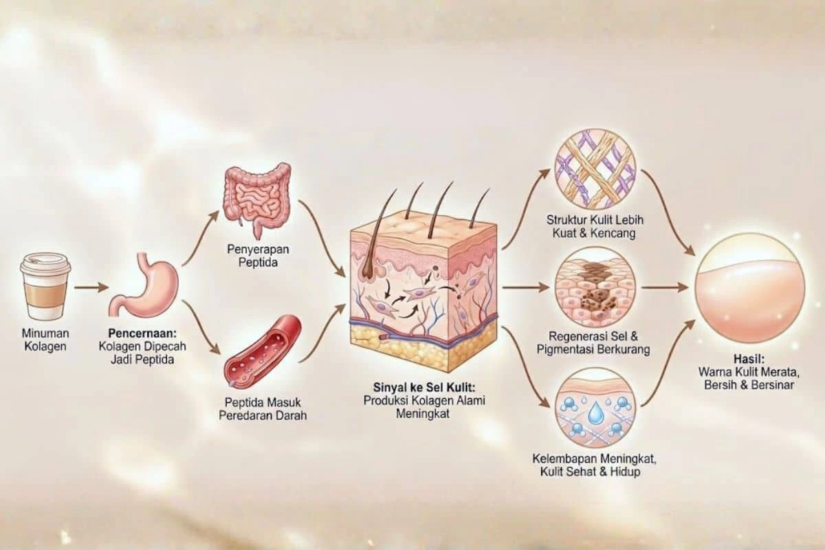 studi-kasus-dan-rekomendasi-produk-suplemen-kolage - Cara Kolagen Mempercepat Regenerasi Sel Kulit secara Alami
