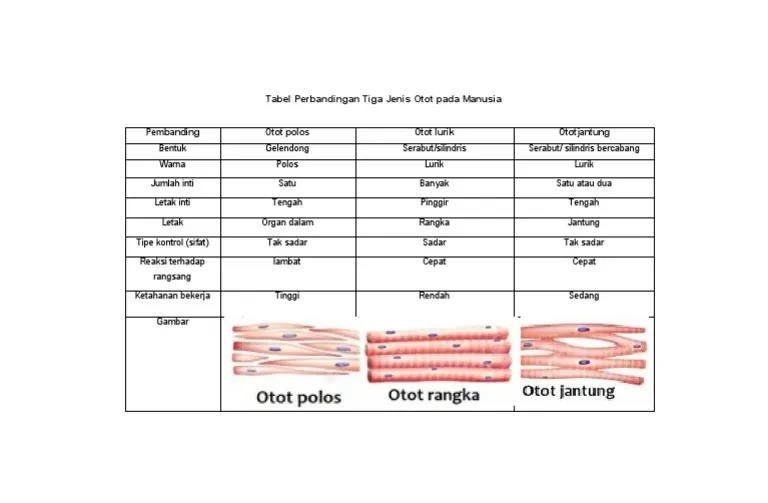 kesimpulan-dan-rekomendasi-untuk-pengguna-aktif-da - Perbandingan Jenis Kolagen untuk Otot dan Manfaatnya